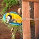 blue-and-yellow-macaw-parrot-for-sale-macaws-karachi