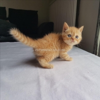 cute-persian-kittens-available-persian-cats-alipur-chatta