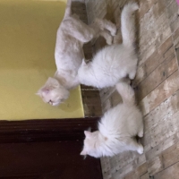 almost-4-months-old-white-persian-kitten--lahore
