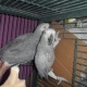 healthy-tamed-african-grey-parrots-available-african-grey-parrot-bahawalpur-cantt-1