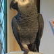 hand-reared-african-grey-parrot-for-sale-african-grey-parrot-karachi