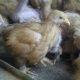 golden-buff-chicks-for-sale-golden-pheasant-lahore-2