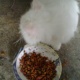 persian-kittens-for-sale-persian-cats-lahore-1