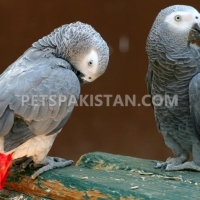 african-grey-cockatoo-macaws-amazons-elecdus-for-sale-whatsapp-12486625079--ahmadabad