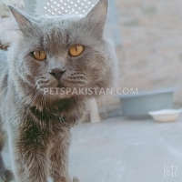 gray-stud-male-persian-cats-lahore
