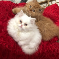 minky-and-chintu-for-sale-persian-cats-gujar-khan