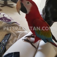 green-wing-macaw-for-sale-macaws-ahmadabad