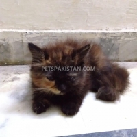 persion-cat-forsale-persian-cats-lahore