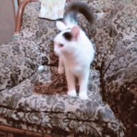 persian-male-cat-persian-cats-karachi