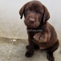 puppies-labrador-retriever-karachi
