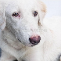 dog-up-for-adoption-labrador-retriever-karachi