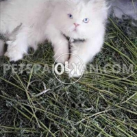 white-stud-male-persian-cats-rawalpindi
