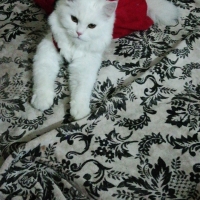 white-persian-cat-for-sale-persian-cats-rawalpindi-1
