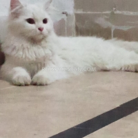 fluufy-persian-cats-karachi-2