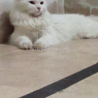 fluufy-persian-cats-karachi-3