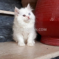odd-eyes-persian-male-kitten-persian-cats-islamabad-3
