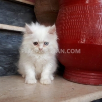 odd-eyes-persian-male-kitten-persian-cats-islamabad-2