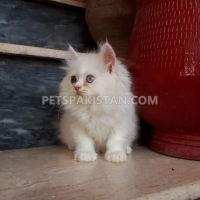 odd-eyes-persian-male-kitten-persian-cats-islamabad-5