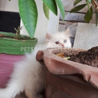 odd-eyes-persian-male-kitten-persian-cats-islamabad-4