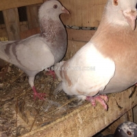 fancy-pigeon-fantail-pigeons-gujar-khan-8
