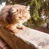 persian-cat-gray-punch-face-persian-cats-lahore-1