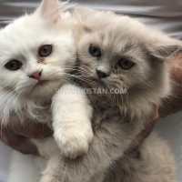 persian-kittens-and-cats-for-sale-pure-breed-persian-cats-islamabad