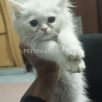 pure-persian-kittens-for-sale-persian-cats-islamabad
