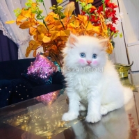 pure-persian-kitten-blue-eye-persian-cats-karachi