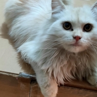 persain-kittens-persian-cats-karachi