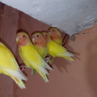 2-pairs-of-love-birds-for-sale-lovebirds-lahore-3