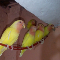 2-pairs-of-love-birds-for-sale-lovebirds-lahore-2