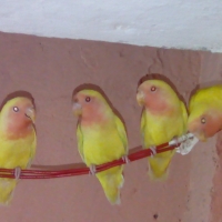 2-pairs-of-love-birds-for-sale-lovebirds-lahore-1
