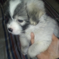 toy-breed-poodle-puppies-for-sale-poodle-karachi-4