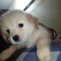 toy-breed-poodle-puppies-for-sale-poodle-karachi-2