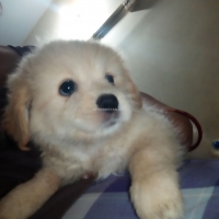 toy-breed-poodle-puppies-for-sale-poodle-karachi-3
