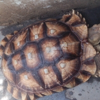 big-sulcata-tortoise-tortoises-karachi