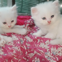 parsian-kitten-triple-coated-persian-cats-lahore