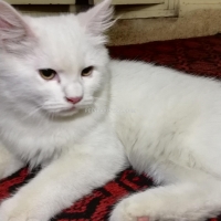 persian-kittens-persian-cats-karachi-3