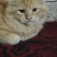 persian-kittens-persian-cats-karachi-4