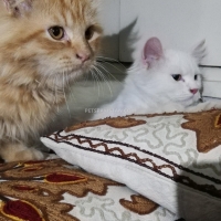 persian-kittens-persian-cats-karachi-1