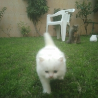 persian-kittens-persian-cats-lahore-1