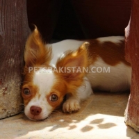 chihuahua-male-puppies-for-sale-other-hyderabad