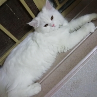white-persian-cat-for-sale-persian-cats-rawalpindi-2