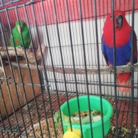 eclectus-breeder-pair-eclectus-parrots-mansehra