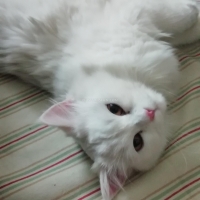 white-persian-cat-for-sale-persian-cats-rawalpindi-3