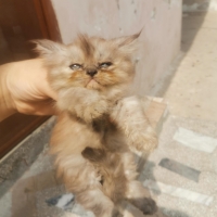 ex-punch-face-persian-cats-lahore