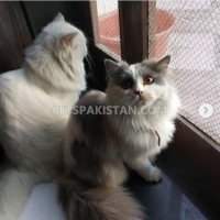 fertile-female-persian-cat-persian-cats-islamabad