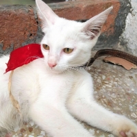 white-persian-cat-persian-cats-sheikhupura