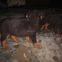 rottweiller-male-puppies-rottweiler-lahore