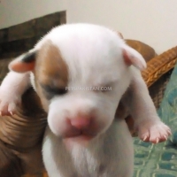 puppy-available-for-sale-american-pitbull-karachi